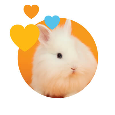 long haired rabbit with hearts