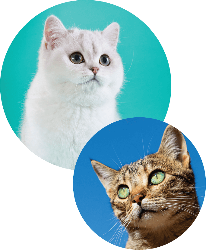 Two circles with white kitten and tabby