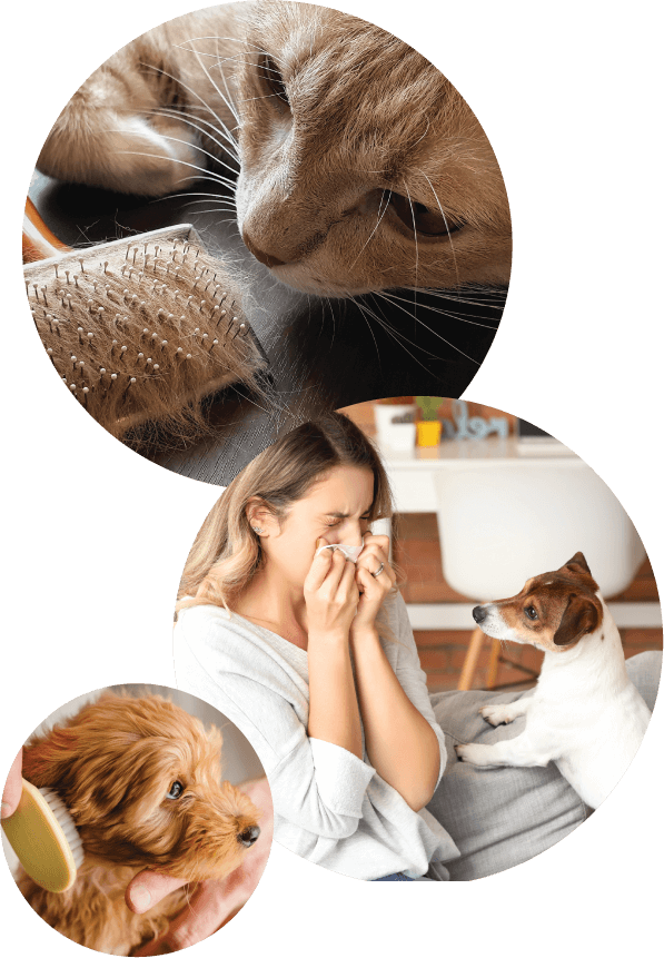 Three circles with person allergic to pet, brushing dog hair, and cat fur