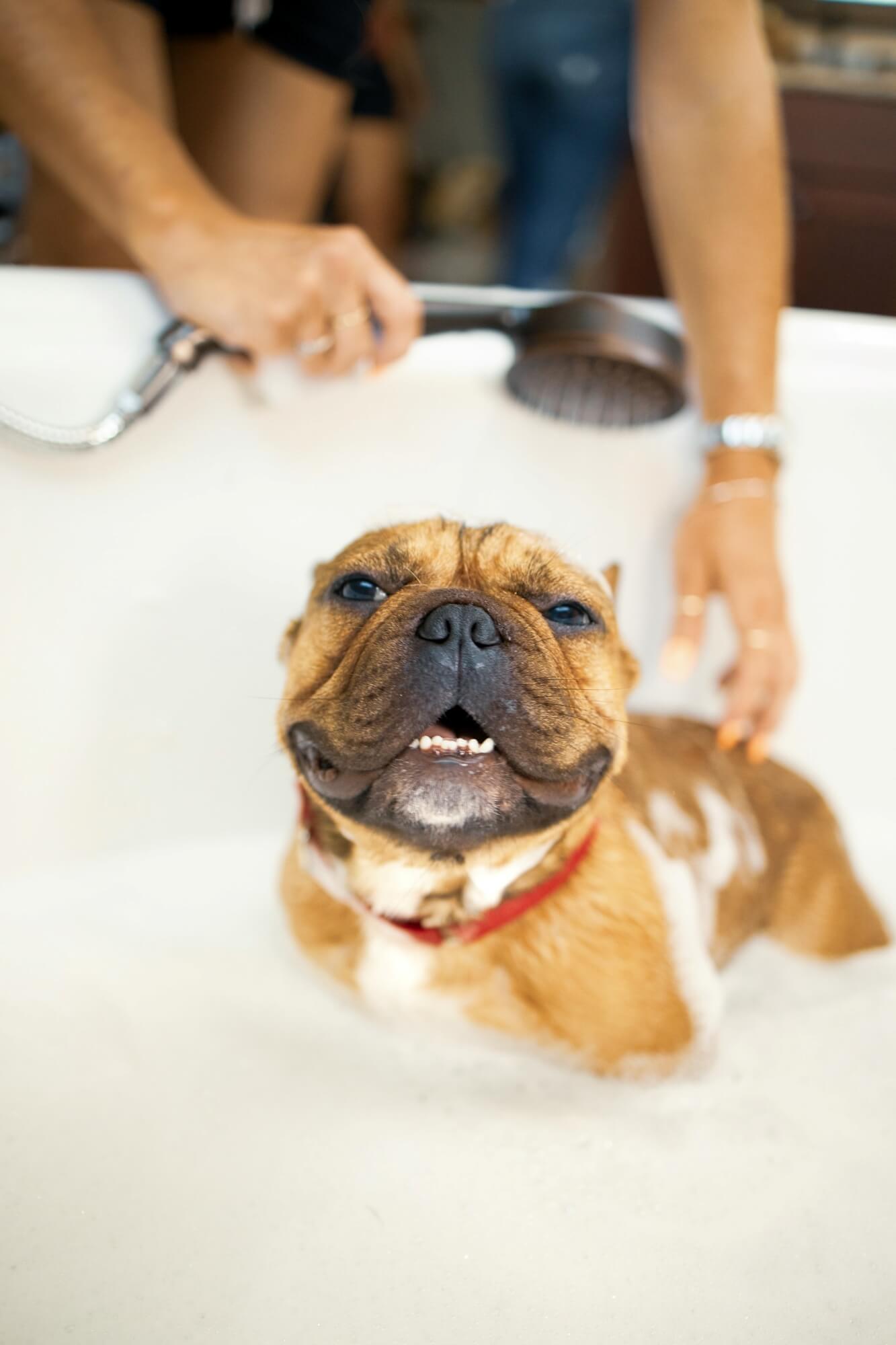 happy dog being bathed