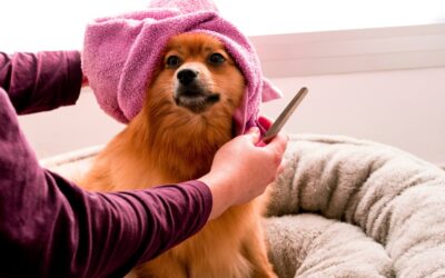 From Grooming to Bathing: How to Best Care for Your Dog or Cat