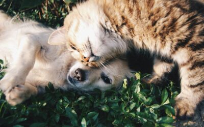 7 Practical Pet Care Tips for Reducing Pet Dander