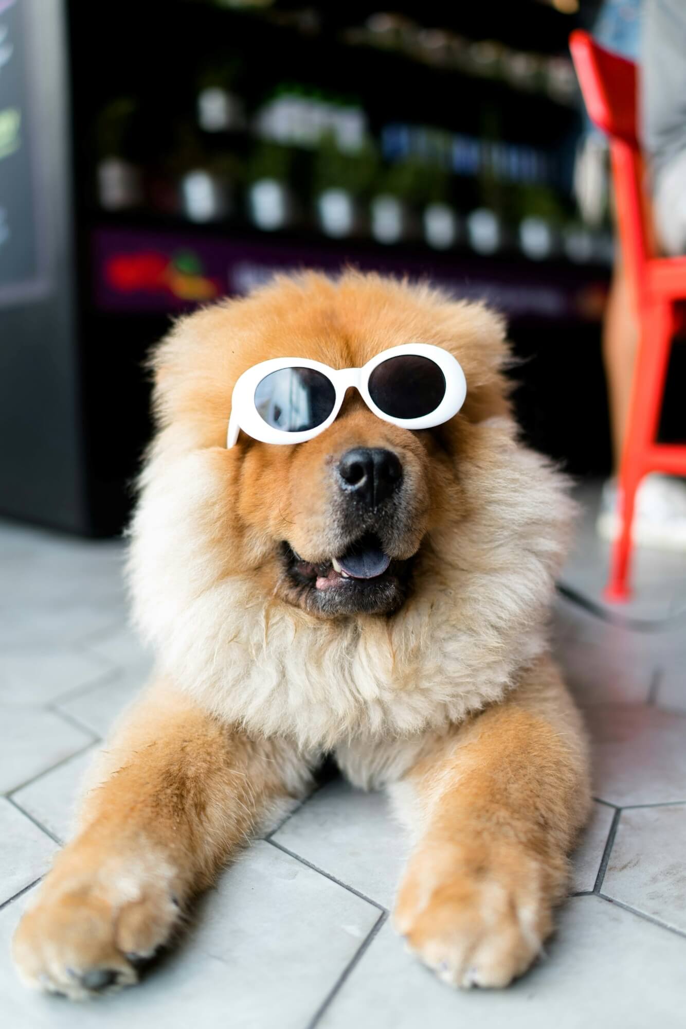 furry dog wearing sun glasses