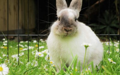 Basic Rabbit Care Tips and How to Reduce Dander