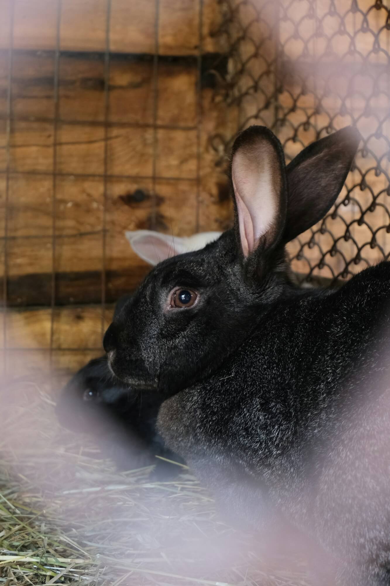 short haired rabbit in a cage