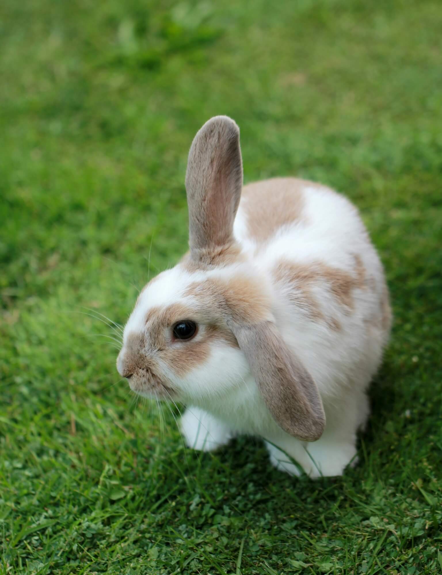 long haired bunny