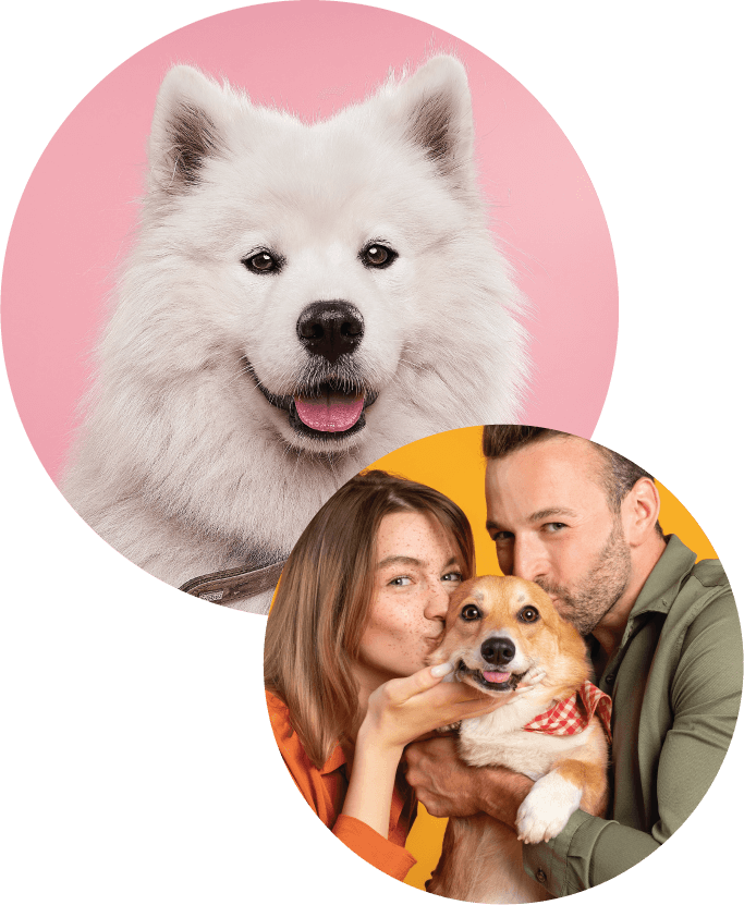 two circles with white dog and people kissing corgi