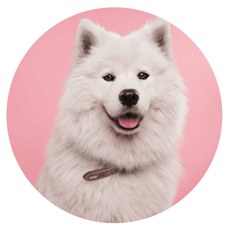 furry white dog
