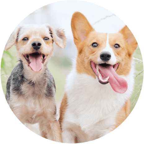 Allerpet for dogs circle with two puppies running