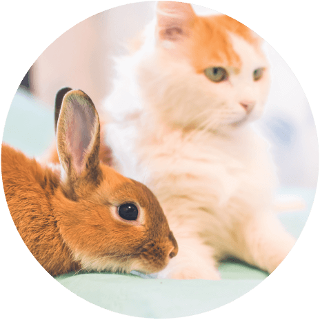 Allerpet for pets circle with cat and rabbit