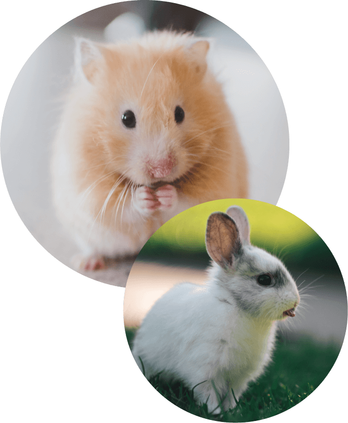 two circles with hamster and bunny