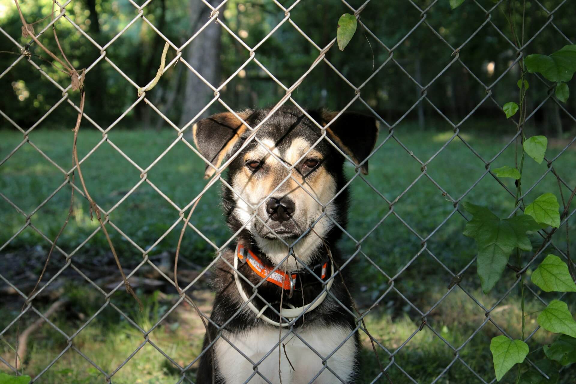 dog staring through chain fence
